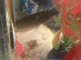 Selling 2 male and 1 female croaking gourami + Harlequin rasboras
