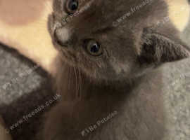 British shorthair
