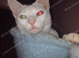 Russian white x Siamese kittens due in 3 weeks-ready for new families in September