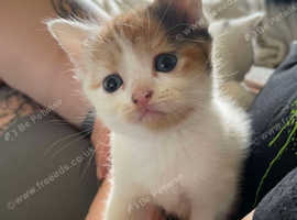 Beautiful cross breed kittens
