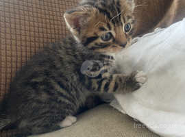Beautiful BSH tabby mixed breed kittens for sale