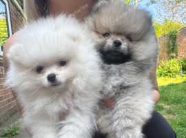 READY FOR A NEW HOMEPomeranian puppies