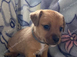 READY NOW Jack Russel x patterdale