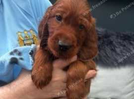 Irish Setter Puppies for sale