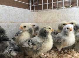 silver spangled hamburg bantams and hatching eggs