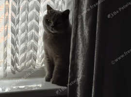 Male british shorthair