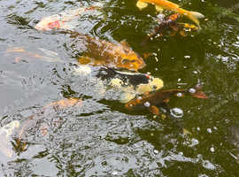 Various koi carp for sale