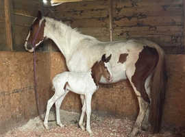 Mare &foal