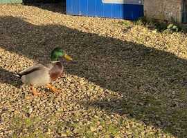 1 Female Duck Wanted