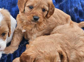 Beautiful cavapoo puppies for sale