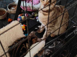 Savannah x Maine coon kittens