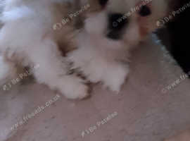 Gorgeous fluffy puppy