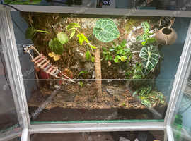 Gecko