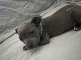 Blue KC Reg Staffordshire bull terrier pups
