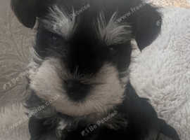 Adorable Miniature Schnauzer Boy Pup