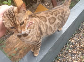Gorgeous pedigree Bengal for sale