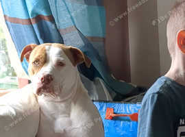 American Bulldog x Mastiff