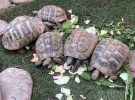 Beautiful breeding Hermanns tortoises