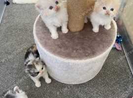 BRITISH LONGHAIR KITTENS 4 AVAILABLE
