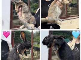 New Zealand / Silver Fox / Giant Pap