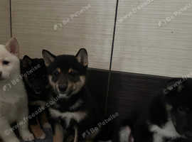 KC registered Shiba Inu Puppies Ready to Leave