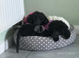 Two Tiny Toy Poodle Girls