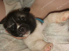 Malamute X Akita Puppies For Sale Akita Malamute American Alaskan Ready Now Ended Ad Has