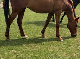 Companion mare for sale