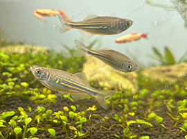 5 giant danios
