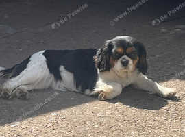 Beautiful cavalier girl