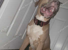 3 beautiful mastiff puppies for sale