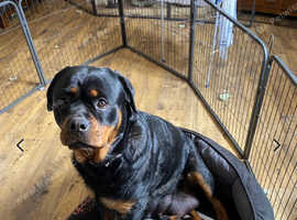 Rottweiler pups for sale