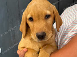 Handsome Labrador Puppy