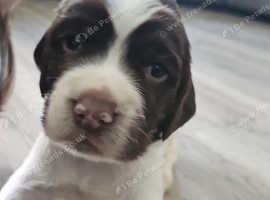 1 Gorgeous KC Reg Springer Spaniel Boy left
