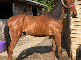 Rising 2 year old colt