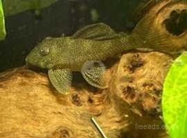 L262 spotted Pleco male/female pair.