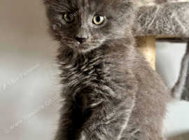 Maine coon cross ragdoll male solid blue