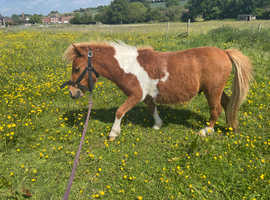 Beautiful 3 year old Shetland gelding