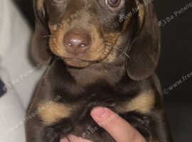 Male dachshund