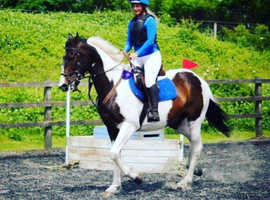 Tr coloured Irish sports horse