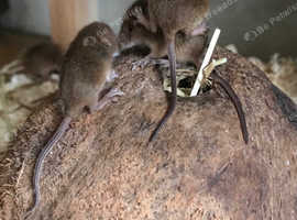 harvest mice