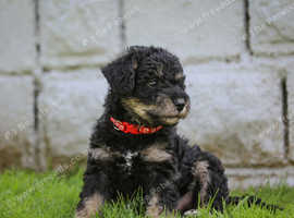 Schnoodle puppy for sale