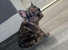 gorgeous merle boy