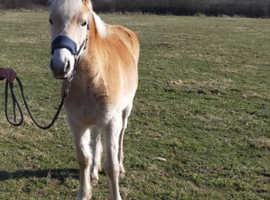 Registered yearling gelding