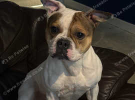 Staffy for sale