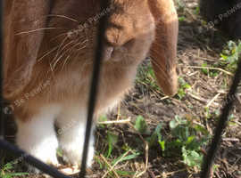 2 adorable neutered bunnies