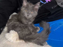 Maine coon