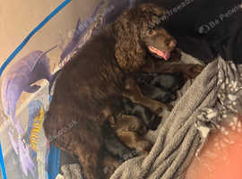 7 beautiful Cocker Spaniels