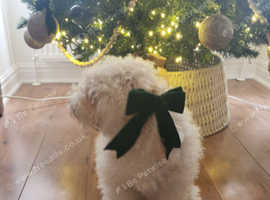 Poochon  girl
