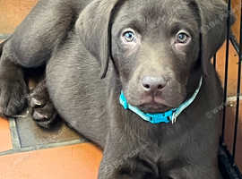 CHOCOLATE LABRADOR PUPPIES